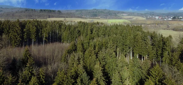 Una Bella Vista Abeti Una Foresta — Foto Stock