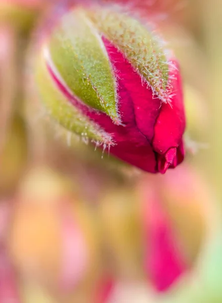 Vertical Selective Focus Shot Red Rose Bud — Stock Photo, Image