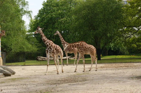 Primer Plano Jirafas Caminando Jaula Del Zoológico — Foto de Stock