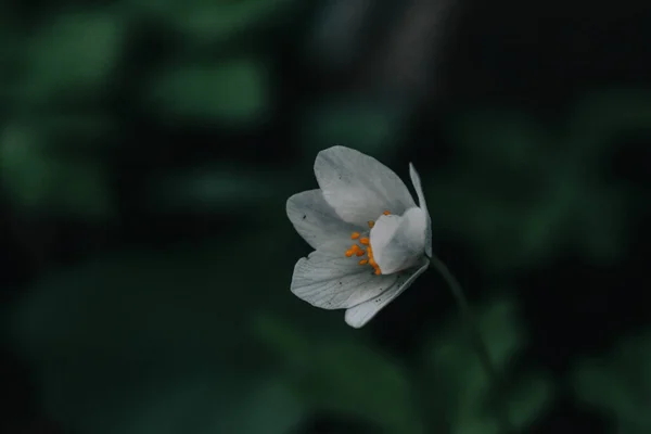 Ormanda Yetişen Beyaz Bir Anemone Çiçeği — Stok fotoğraf