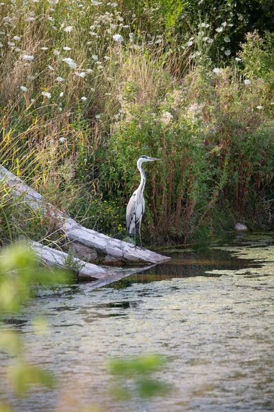 Uma Garça Cinzenta Beira Rio Seu Habitat Natural — Fotografia de Stock