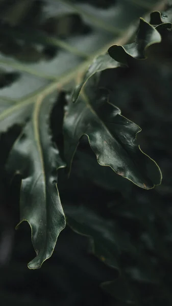 Closeup Dark Green Lobed Leaf Garden — Stock Photo, Image