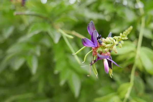 庭で成長している紫色のピュエラリアの花の浅い焦点ショット — ストック写真