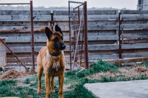 Brown Belgian Shepherd Yard — Stock Photo, Image