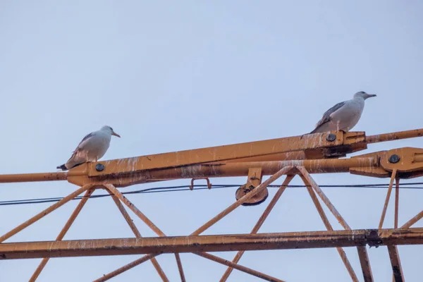 Disparo Ángulo Bajo Dos Gaviotas Encaramadas Grúa Contra Cielo Azul — Foto de Stock