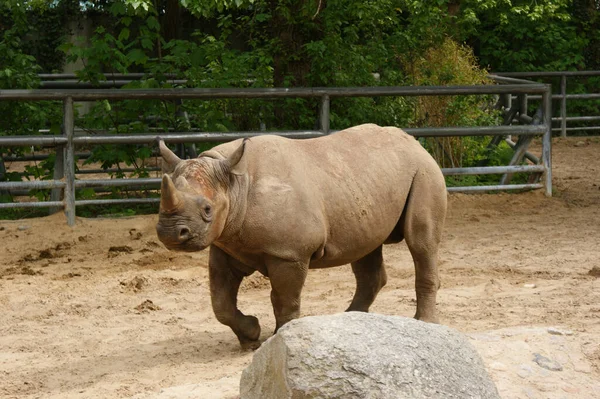Primer Plano Rinoceronte Negro Caminando Jaula Del Zoológico —  Fotos de Stock