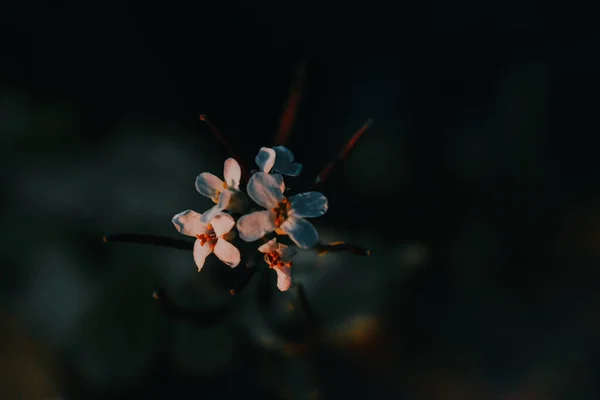 Eine Weiße Anemonenblume Die Wald Wächst — Stockfoto