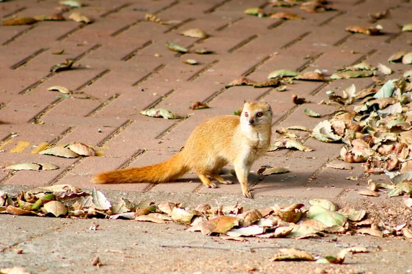 Une Belle Petite Mangouste Assise Sur Trottoir Avec Des Feuilles — Photo