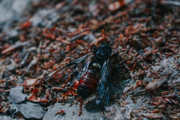 Insecto Piedra —  Fotos de Stock