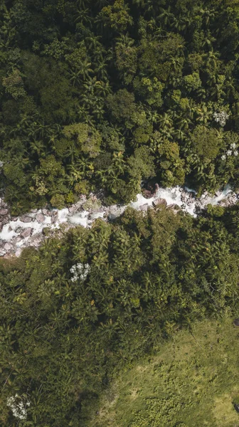 Una Toma Aérea Bosque Con Varios Árboles Río Que Corre — Foto de Stock