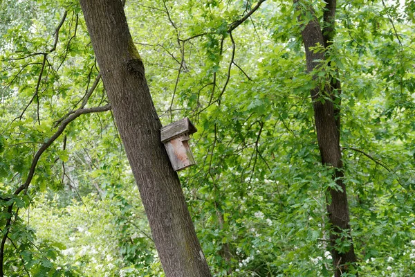 Nahaufnahme Eines Kleinen Vogelhauses Auf Einem Baum — Stockfoto
