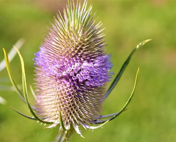 Closeup Prickly Flowering Wild Teasel Field Spring — Stock Photo, Image