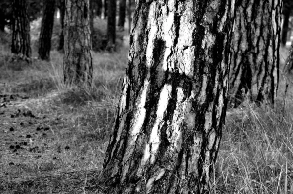 Een Grijsschaal Opname Van Een Kruis Boomstam Het Bos — Stockfoto