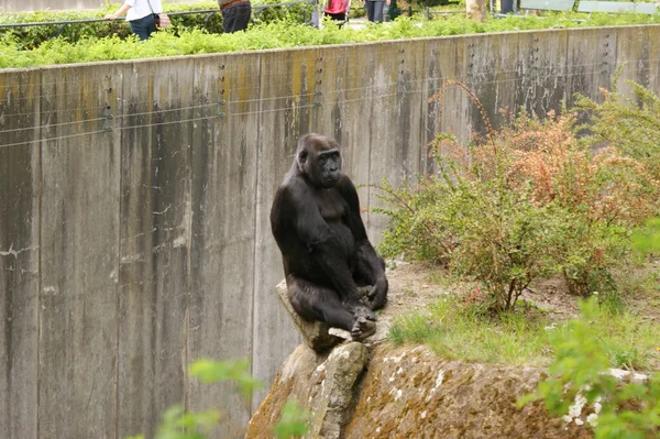 Closeup Shot Chimpanzee Sitting Rock Ground Edge — Stock Photo, Image