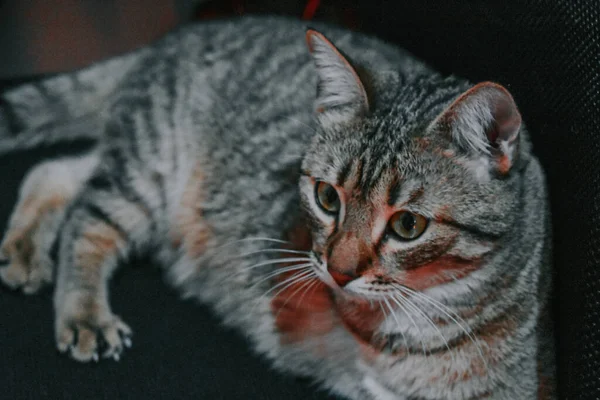 Een Schattige Kat Liggend Fauteuil Thuis — Stockfoto