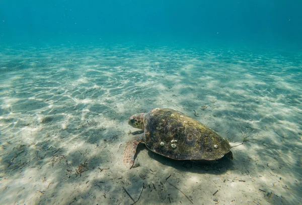 Żółw Morski Dnie Morza Pod Światłami Zamazanym Tłem — Zdjęcie stockowe