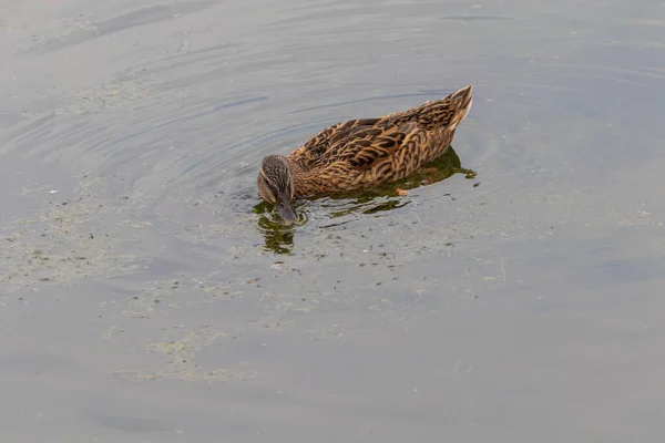 Pato Flutuar Lago — Fotografia de Stock