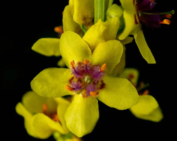 Крупный План Нигра Verbascum Черного Муллейнового Цветка Черным Фоном — стоковое фото