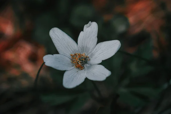 Біла Квітка Анемони Вирощена Лісі — стокове фото