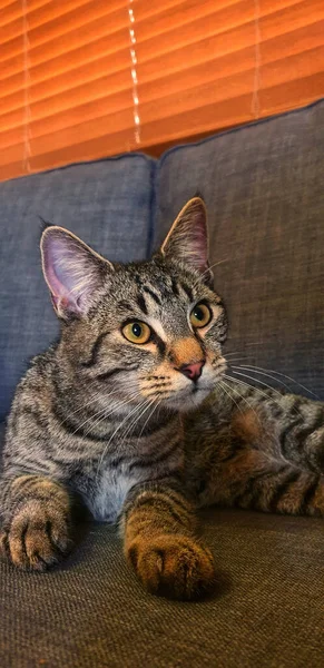 Eine Vertikale Aufnahme Einer Gestreiften Hauskatze Die Auf Einer Couch — Stockfoto