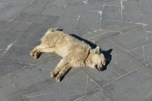 Cão Vadio Deitado Azulejos Livre Pavimento Dia Ensolarado — Fotografia de Stock