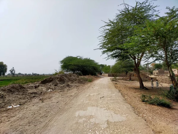 Una Vista Lugar Desierto Con Suelo Cubierto Arena Árboles Creciendo — Foto de Stock