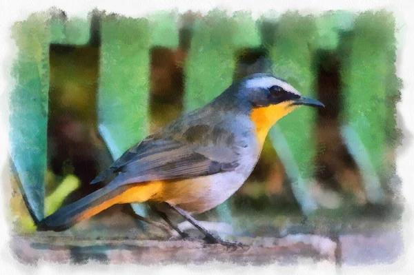 小さな鳥の水彩画の二次元イラストで 側面を見るオレンジ色のおなかをしています — ストック写真