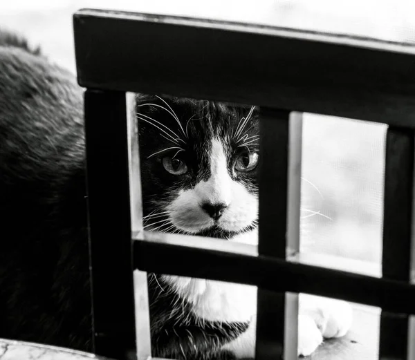 背景がぼやけている木製のフェンスの後ろに横たわる愛らしい黒い猫のグレースケールショット — ストック写真