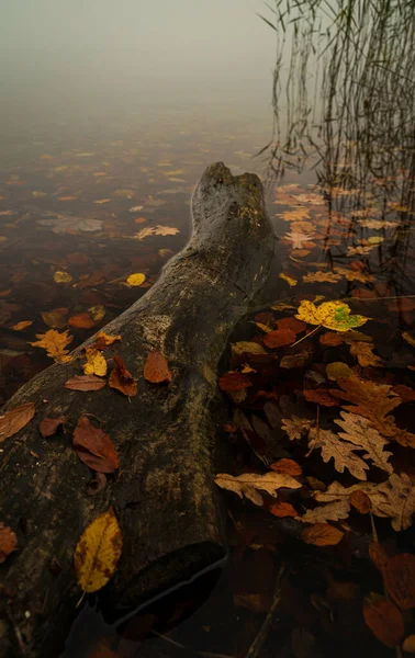 가을에 잎들이 연못에 통나무의 흐릿하게 — 스톡 사진