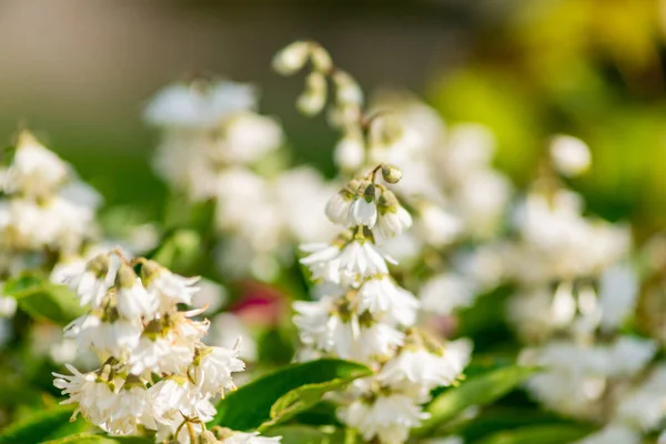 Een Ondiepe Focus Opname Van Deutzia Bloemen Buiten Bij Daglicht — Stockfoto