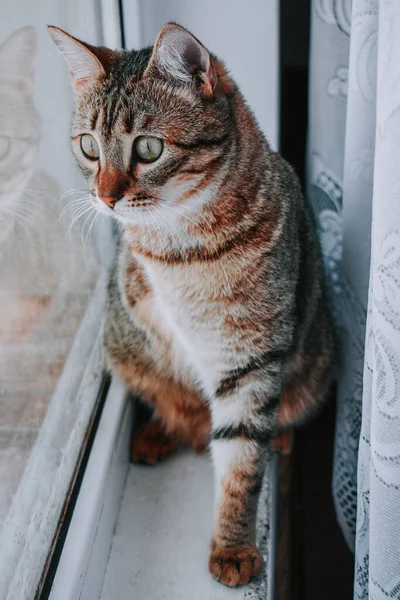 一只可爱可爱的猫坐在窗台上 — 图库照片