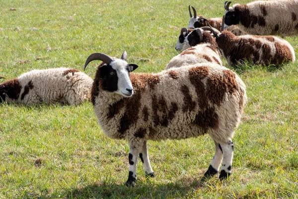 Een Kudde Jacob Schapen Een Veld Onder Het Zonlicht Het — Stockfoto