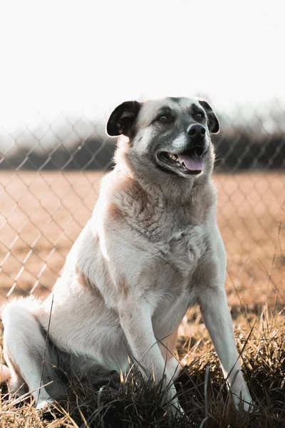 Kurumuş Çimlerin Üzerinde Güneş Işığının Altında Duran Gri Bir Köpeğin — Stok fotoğraf