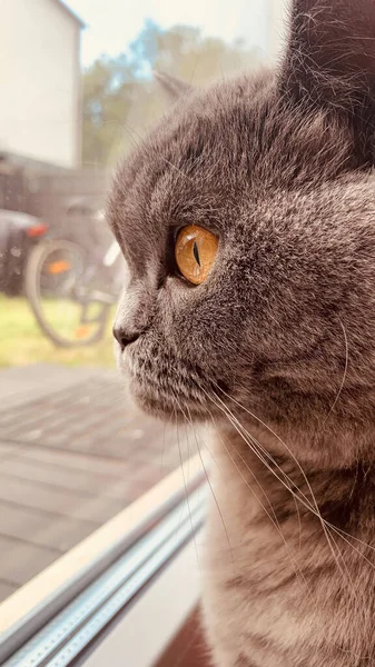 Gato Adorável Bonito Sentado Peitoril Janela — Fotografia de Stock