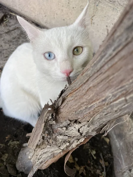 Disparo Vertical Gato Van Parado Aire Libre Bajo Árbol —  Fotos de Stock