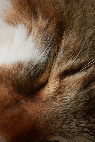 一只闭着眼睛的可爱的猫的脸的一张垂直的照片 — 图库照片