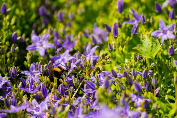 Primer Plano Una Abeja Flores Comunes Bluebell Aire Libre Durante —  Fotos de Stock