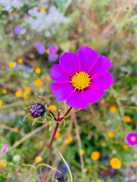 Plano Vertical Una Flor Del Cosmos Jardín Púrpura Bajo Luz —  Fotos de Stock