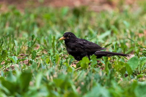 Merle Commun Sur Herbe — Photo