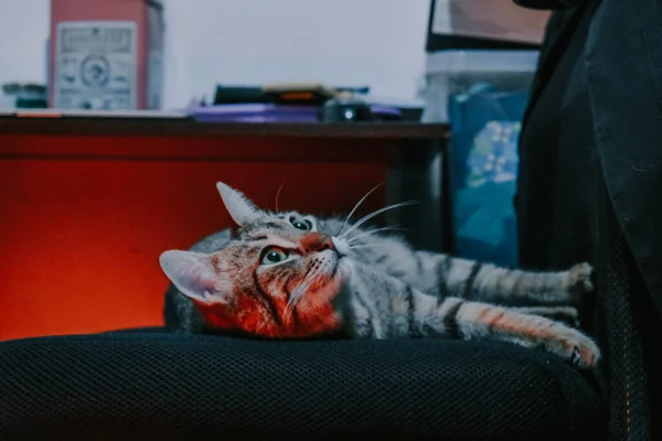 Lindo Gato Adorable Tumbado Sillón Casa —  Fotos de Stock