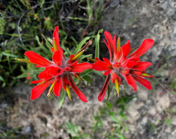 在一个背景模糊的花园中 卡斯蒂利亚蚜虫花的顶部视图 — 图库照片