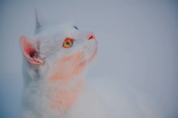 Een Schattige Witte Turkse Angora Met Verschillende Oogkleuren Thuis — Stockfoto