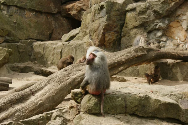 在动物园里 一只日本猕猴坐在地上的岩石上的特写镜头 — 图库照片