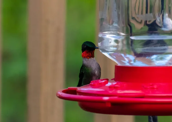 Eine Nahaufnahme Eines Rubinroten Kolibris Der Auf Einem Wasserbehälter Einem — Stockfoto