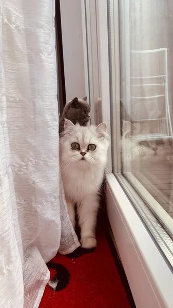 可愛い猫2匹が窓辺に座っている — ストック写真