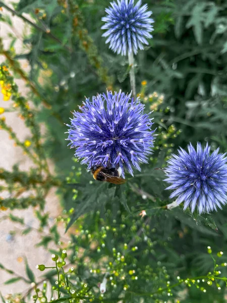 Gros Plan Globe Glandulaire Bleu Chardon Dans Jardin — Photo