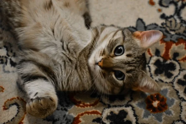 Eine Süße Entzückende Katze Die Hause Auf Dem Teppich Liegt — Stockfoto