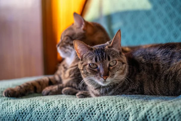 Een Selectieve Focusopname Van Twee Katten Die Binnen Bank Liggen — Stockfoto