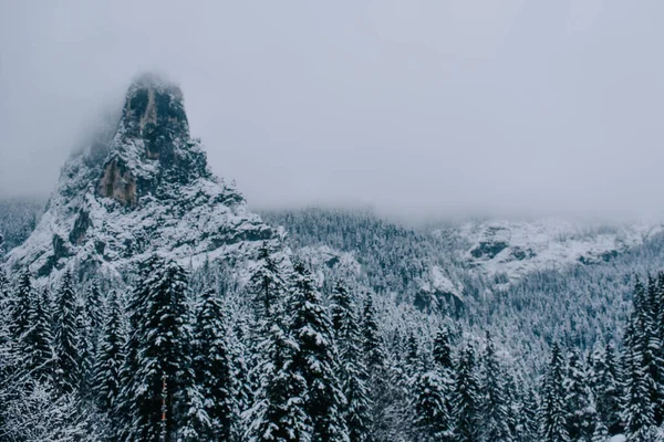 Туман Снежном Лесу Зимой — стоковое фото