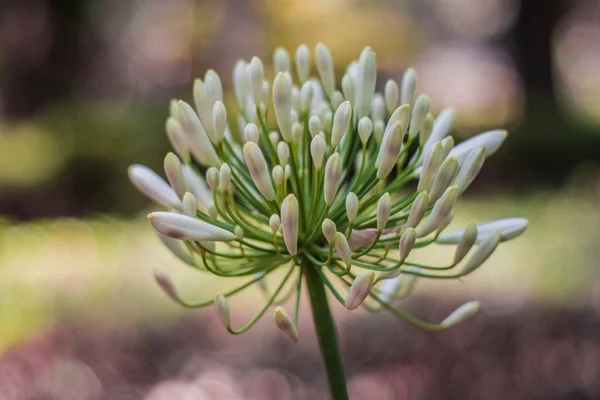 Enfoque Selectivo Una Flor Blanca —  Fotos de Stock